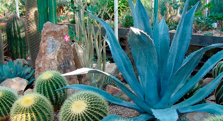 agave-cactus