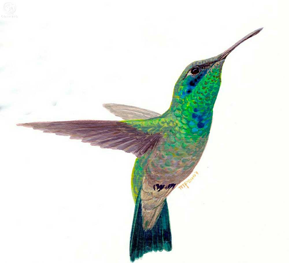 Los “amarres” han llevado al colibrí al borde de la extinción - 2000Agro  Revista Industrial del Campo