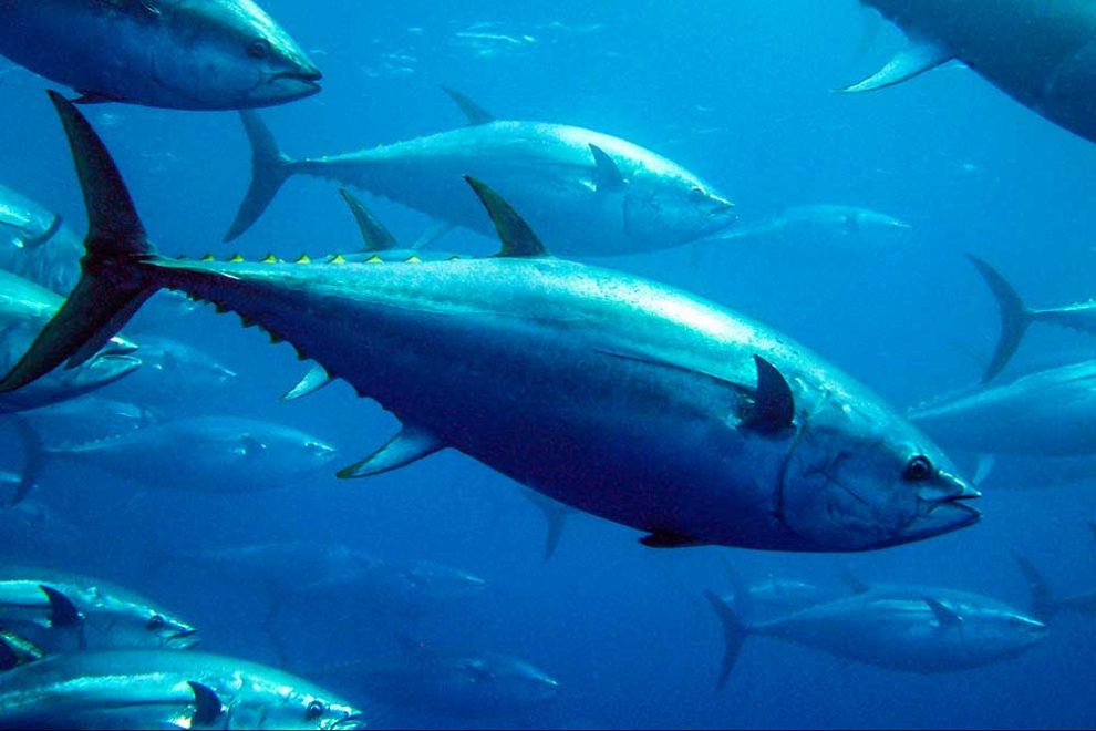 El atún es un gran aliado en la salud - 2000Agro Revista Industrial del