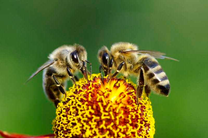 estudian-abejas