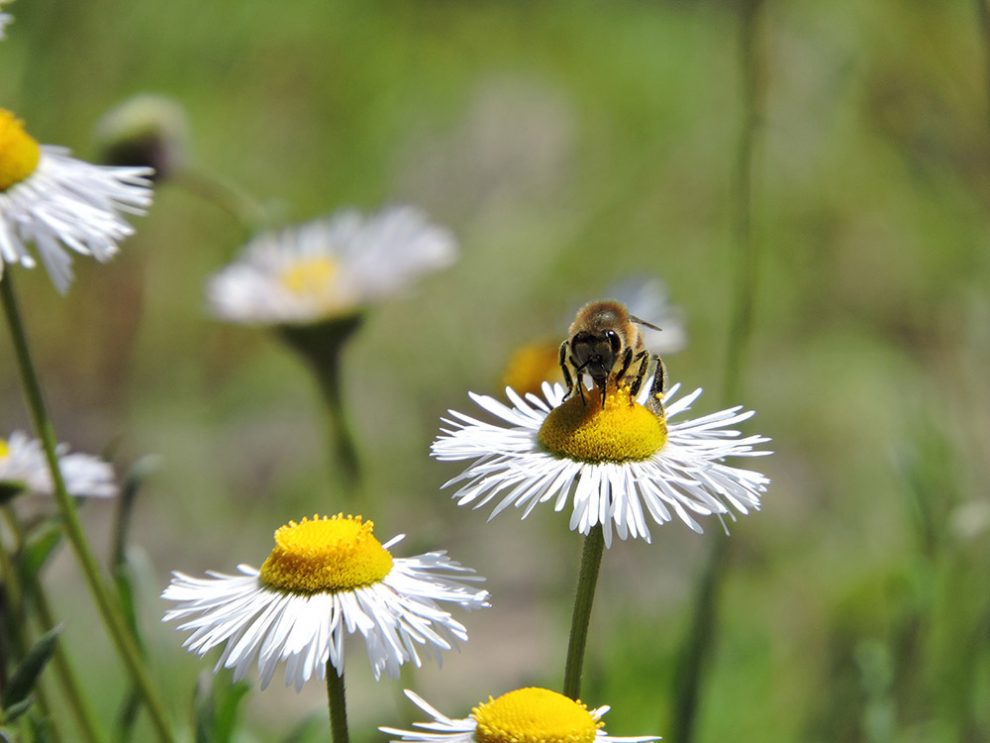 Siembran plantas nativas con flores para proteger a mariposas y abejas -  2000Agro Revista Industrial del Campo
