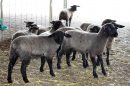 Quien tiene ovejas tiene lana