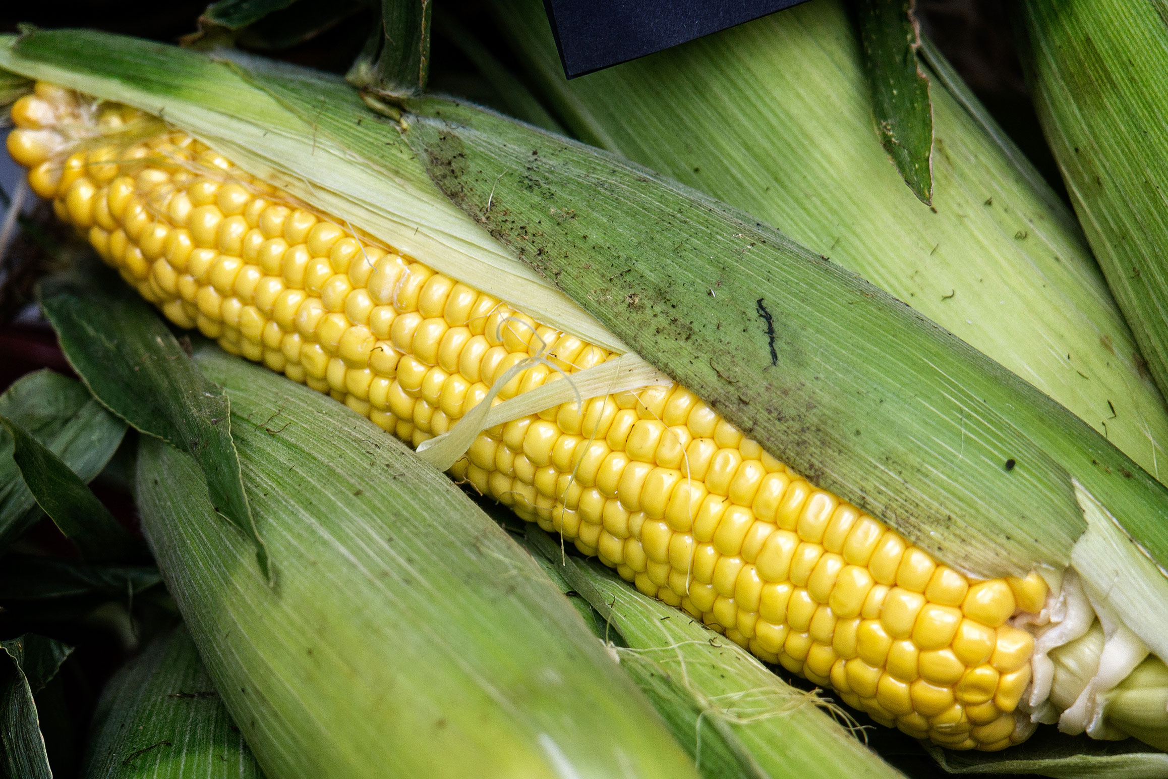 Cómo se dice maíz en diferentes lenguas originarias?
