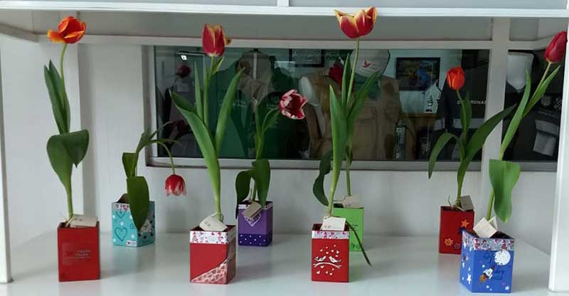 Tulipanes y orquídeas cultivadas en la penitenciaria listas para febrero -  2000Agro Revista Industrial del Campo