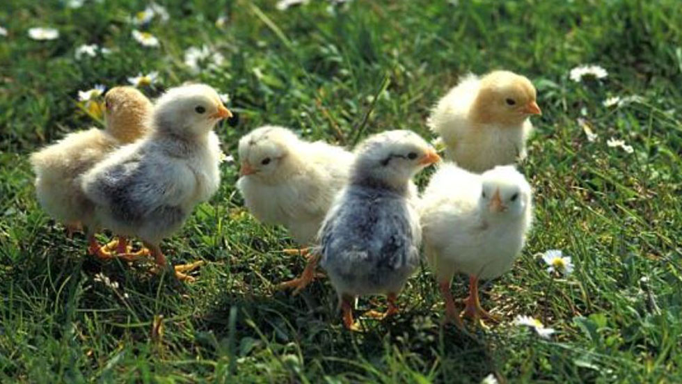 Francia prohibirá triturar pollitos vivos para 2021 - 2000Agro ...
