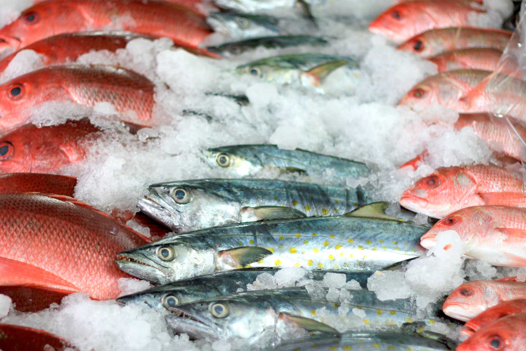 Fomentan consumo de pescados y mariscos sustentables